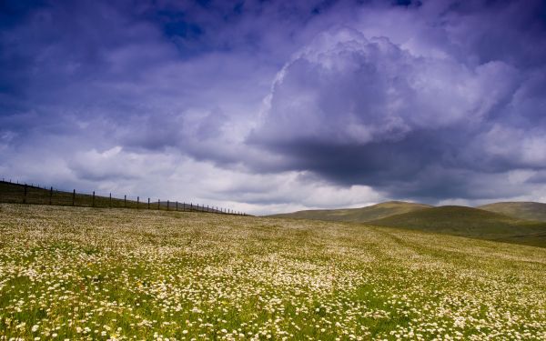 阳光,景观,爬坡道,草,天空,花卉