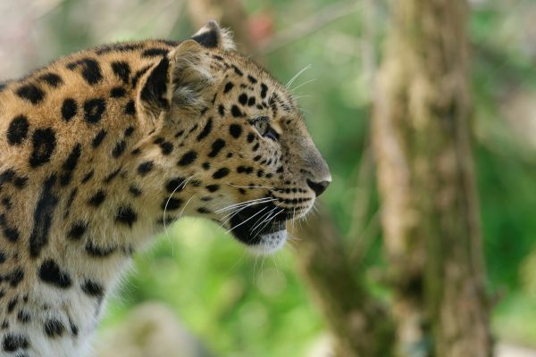 mare, Pisici, leopard, 3799x2535 px, animale, a închide