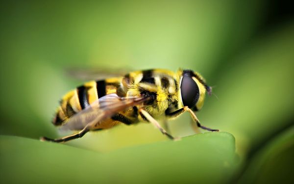 natur,fotografi,insekt,grön,Flyga,Skalbagge