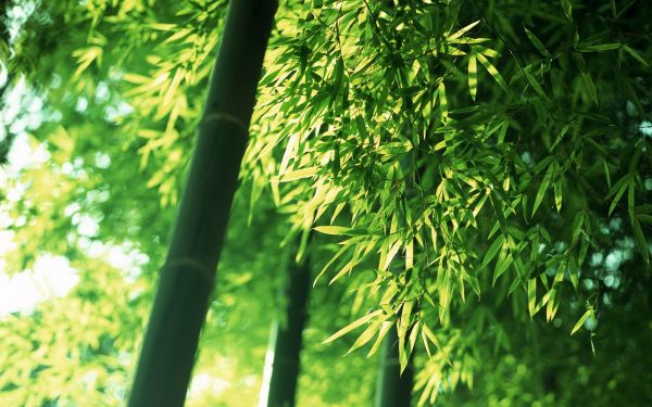 sunlight, trees, forest, leaves, depth of field, nature