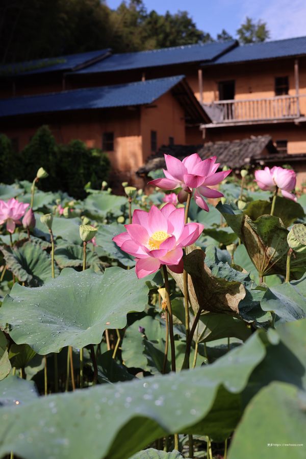 växt,botanik,blomma,fönster,plant community,Lotus