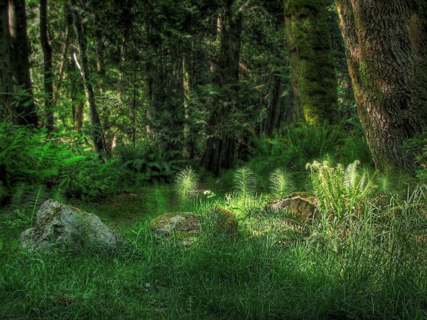 panorama,floresta,agua,natureza,reflexão,grama