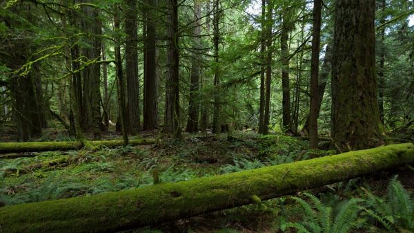 sunlight, trees, forest, nature, branch, green