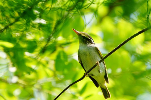 hewan,margasatwa,alam,burung-burung