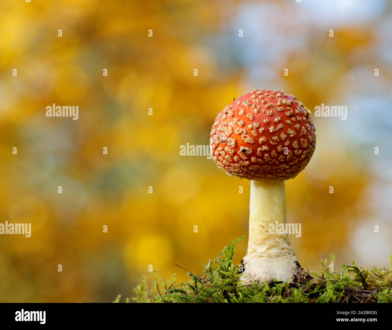 A Tall red fly agaric mushroom (amanita muscaria) in autumn forest Stock Photo