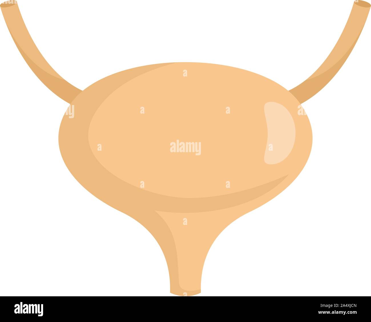 Bladder icon. Flat illustration of bladder vector icon for web design ...