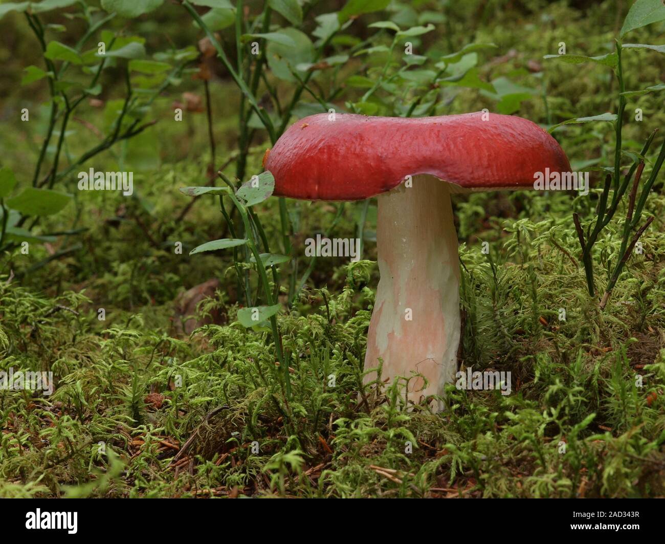 Tall brittlegill, russula paludosa Stock Photo