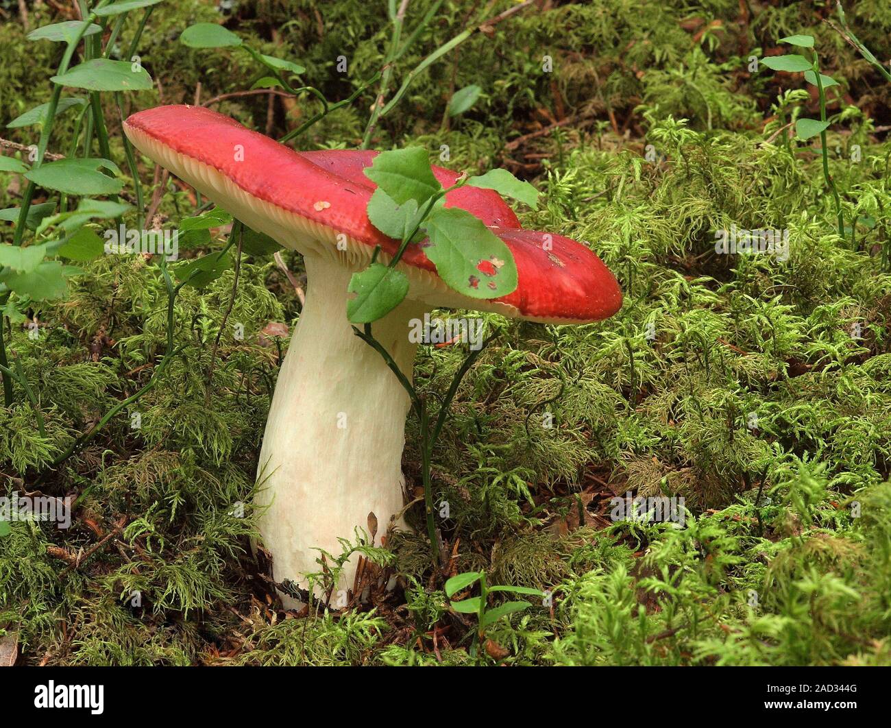 Tall brittlegill, russula paludosa Stock Photo