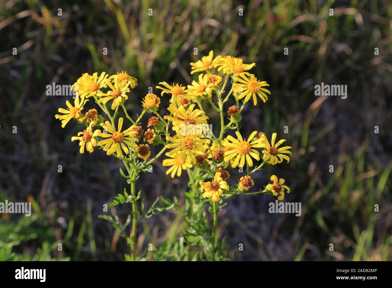 Poisonous Ragweed, Fansy ragwort, sonecio jacobaea Stock Photo