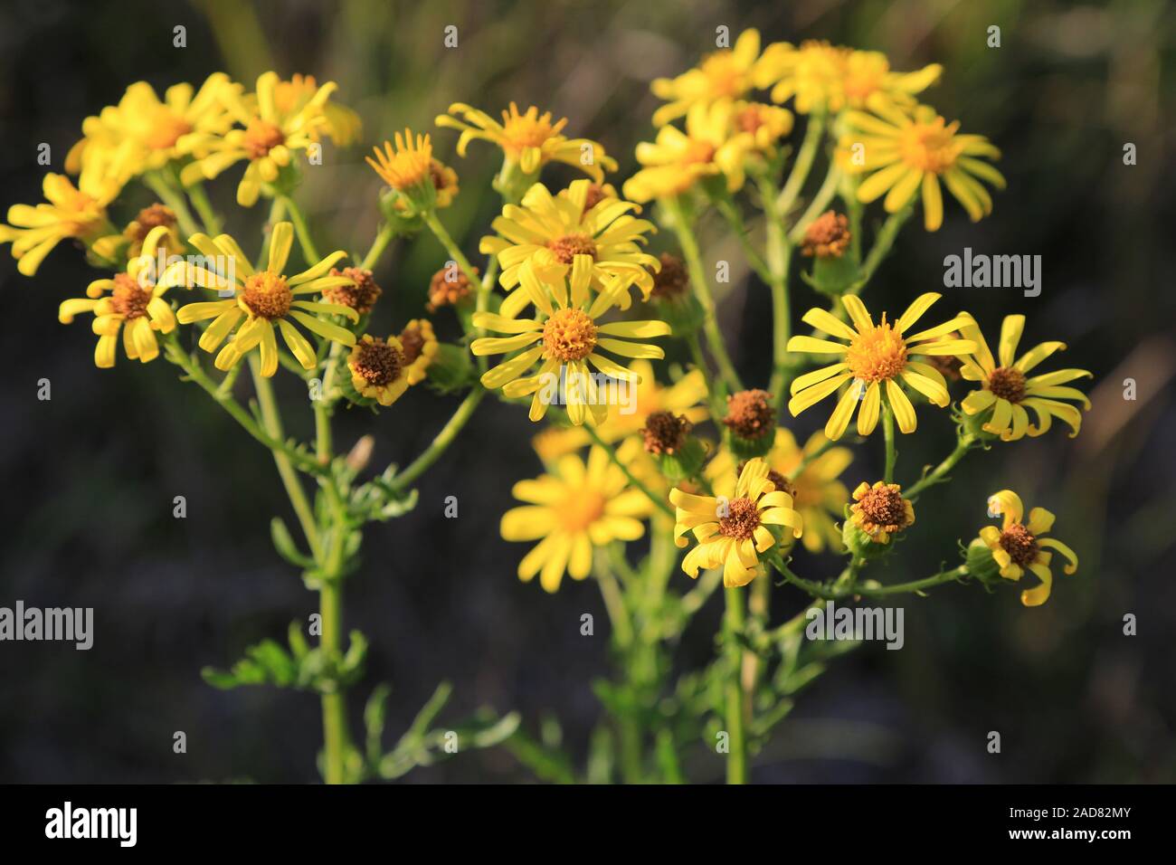 Poisonous Ragweed, Fansy ragwort, sonecio jacobaea Stock Photo