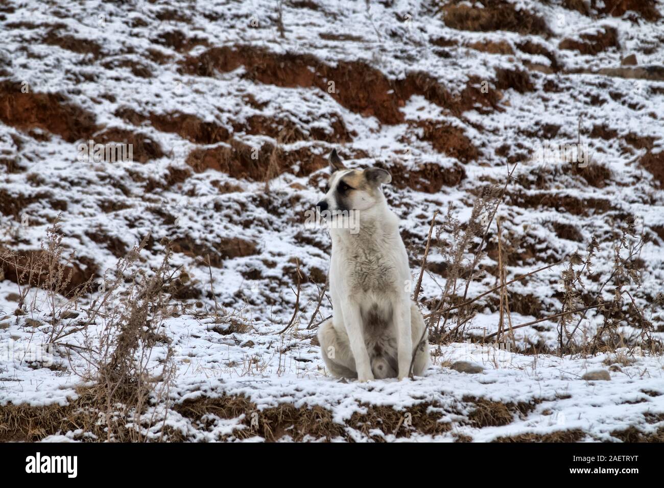 Caucasian shepherd barking sitting in the snow. Caucasian shepherd dog barks sitting on the snow. Young short-haired female of pale yellow color, guar Stock Photo