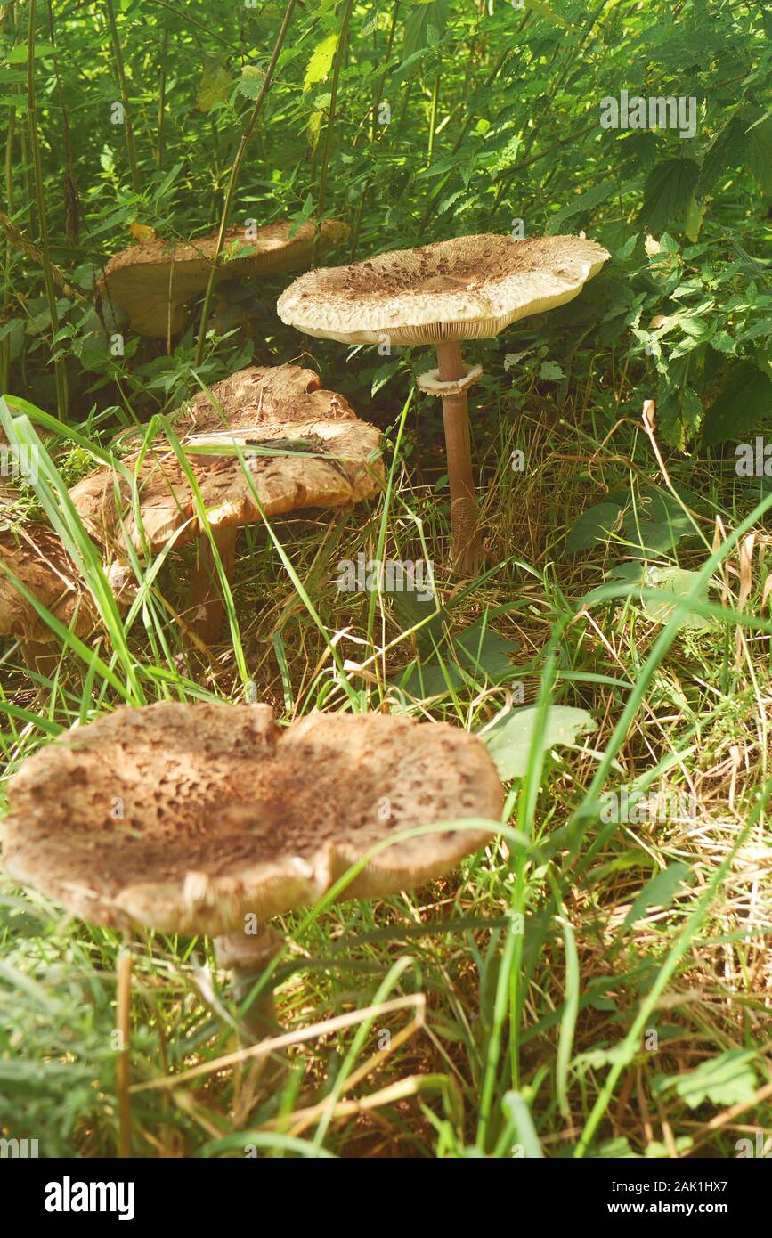 mushrooms in grass (Macrolepiota procera, the parasol mushroom) - Several large mushrooms on meadow in tall grass, sunny day Stock Photo