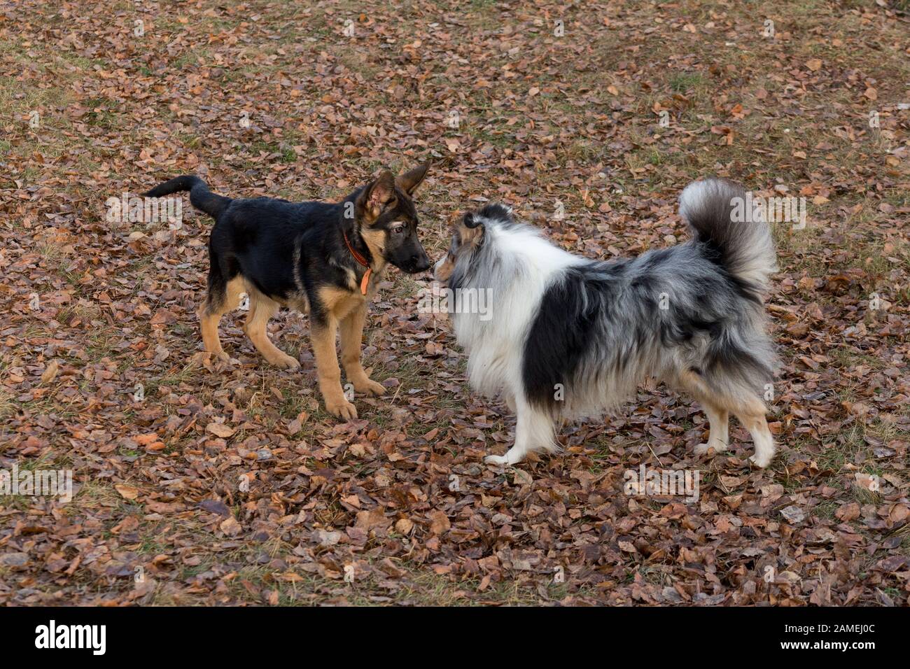 Cute german shepherd puppy and scotch collie is playing in the autumn park. Pet animals. Purebred dog. Stock Photo