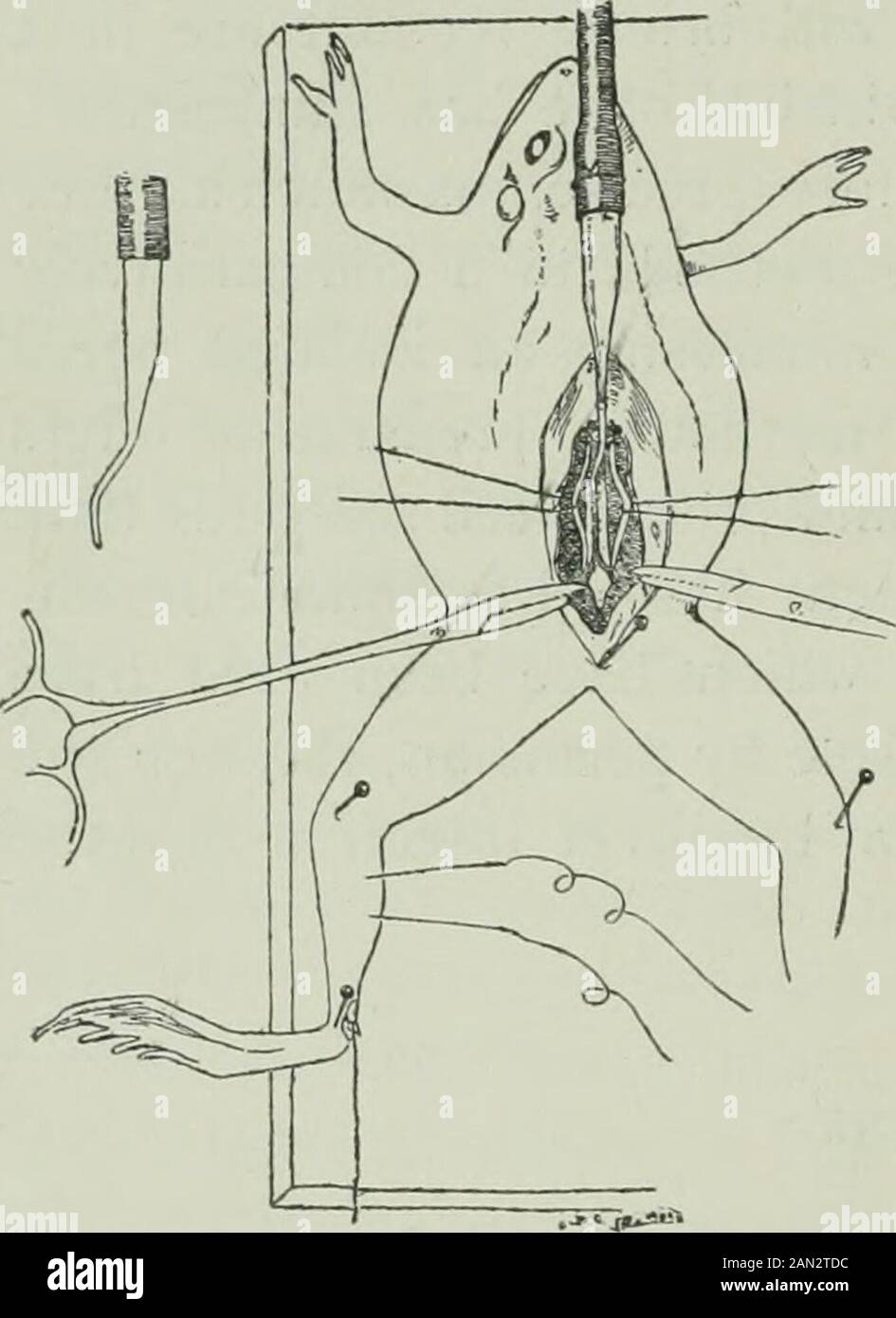 American journal of physiology . rigation. The abdominal and iliac veinsare then opened to allow the per-fused fluid to pass out, and so tolargely prevent any subsequentoedema. The animal is fastened to a boardby sharp pins passing through thejoints and pelvis in such a waythat the muscle contractions arenot interfered with nor the blood-vessels compressed, although thepreparation is made immovable. The irrigation should be started assoon as possible lest coagulation occur in the cannula or in the smallcapillaries and thus prevent a successful circulation. The circulationhas usually been contr Stock Photo