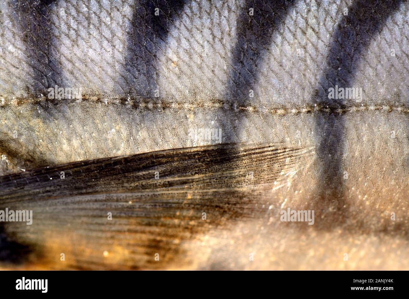 Fresh mackerel - skin and pectoral fin Stock Photo