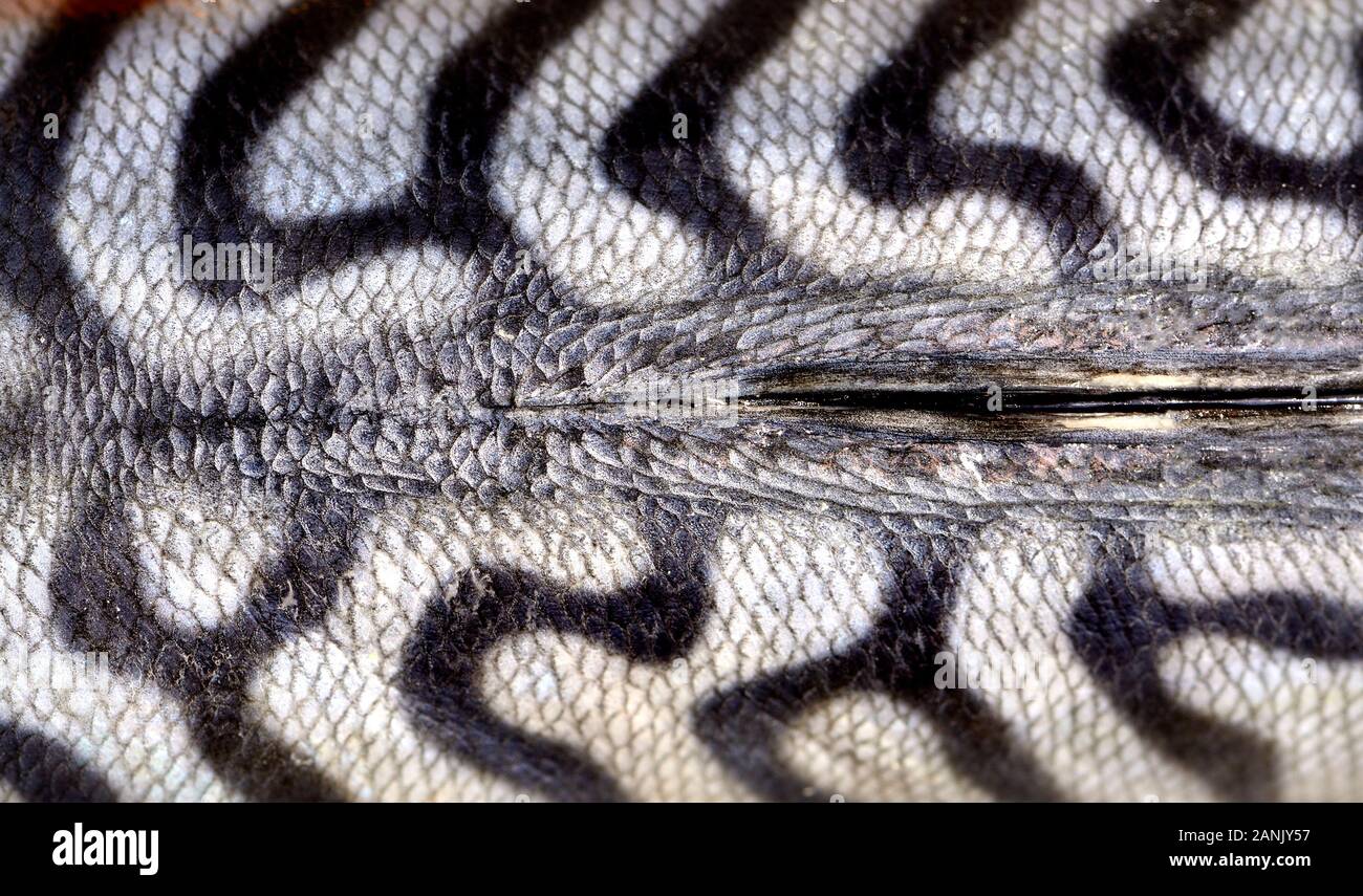 Fresh mackerel - skin Stock Photo