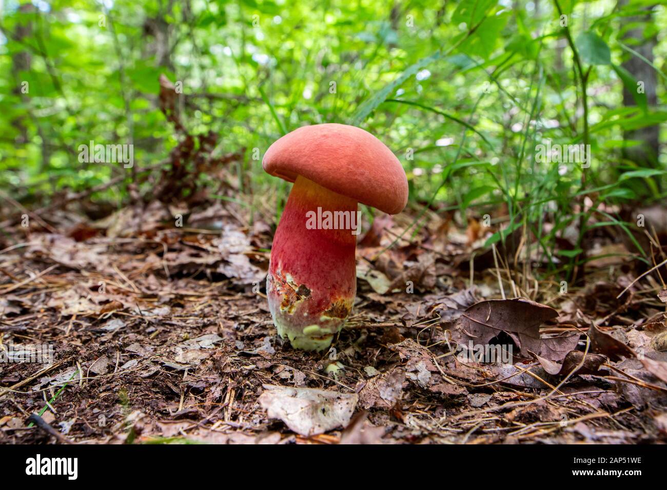 Red mushroom in the woods at Stinging Fork Falls, Tennessee Stock Photo