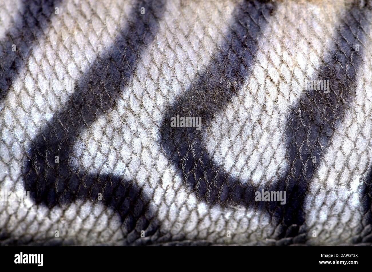 Fresh mackerel - skin Stock Photo