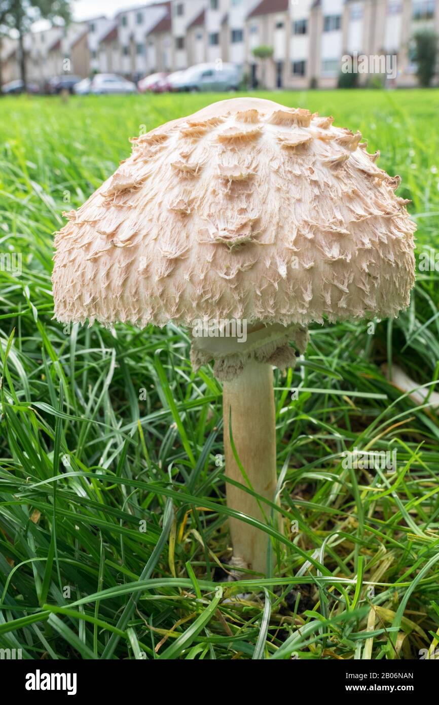 Large solitary parasol mushroom in a park Stock Photo