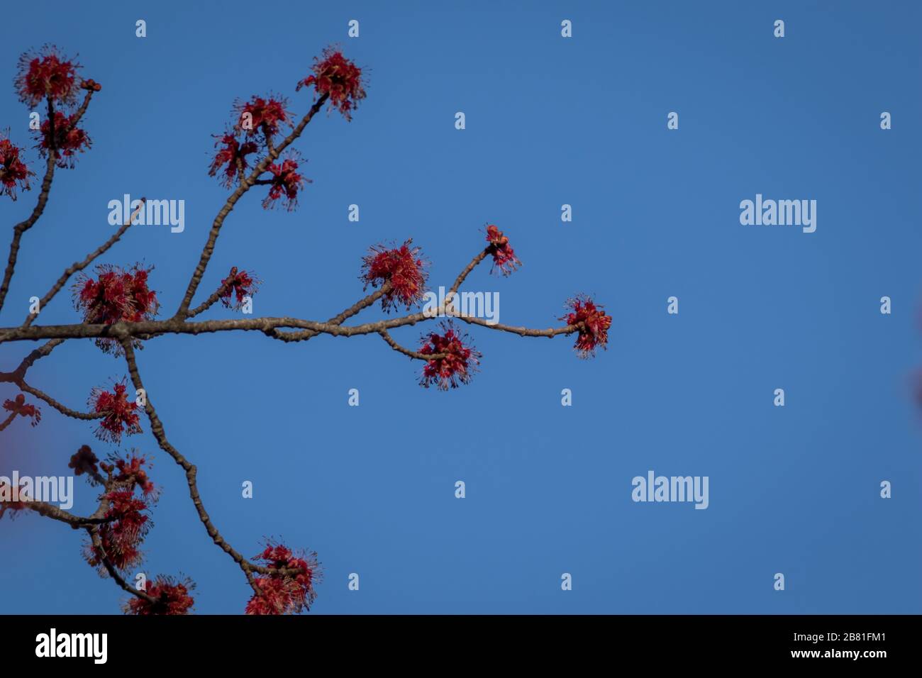 Red Maple, Acer rubrum, spring flowering buds blue sky background Stock Photo