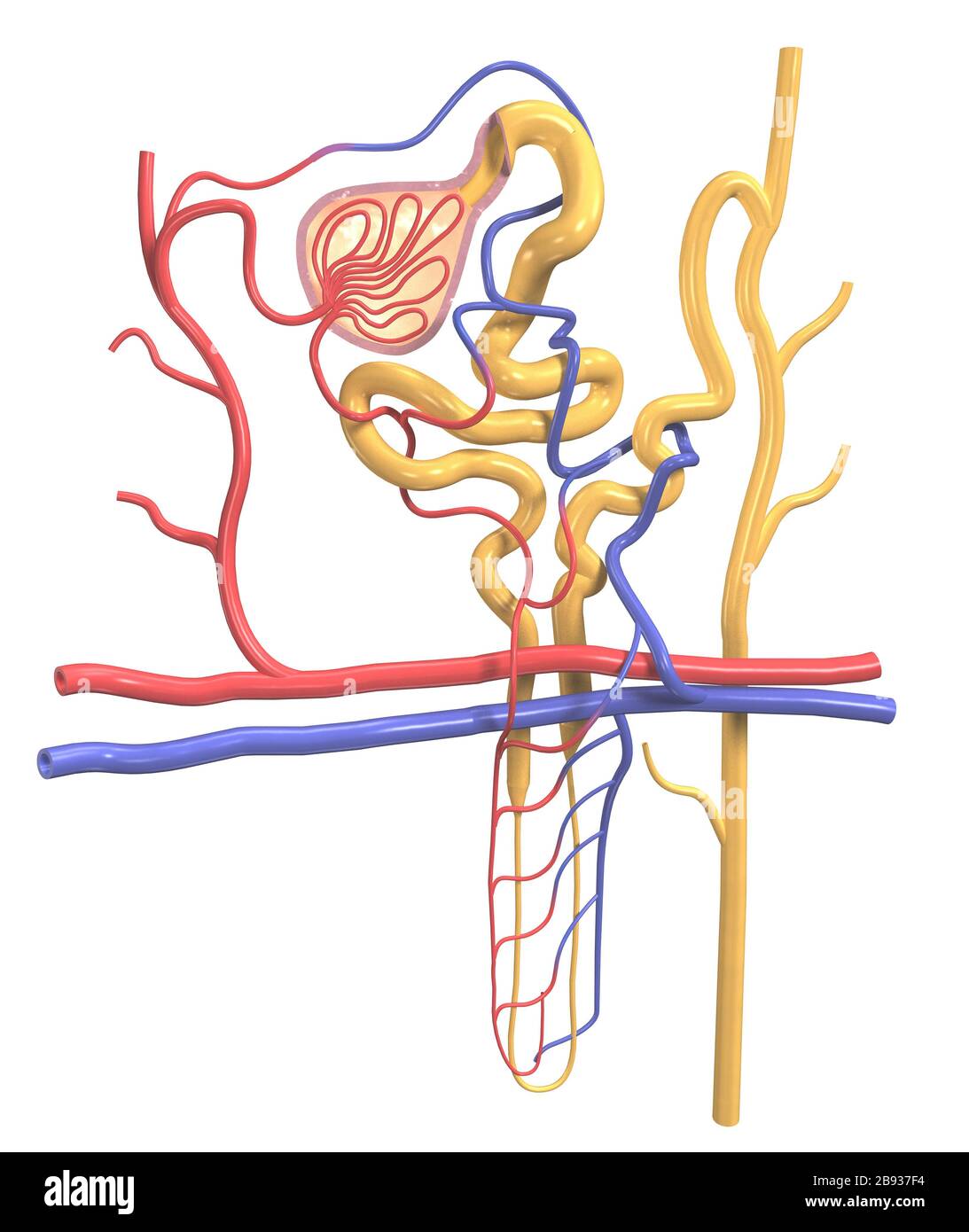 Basic Nephron Anatomy