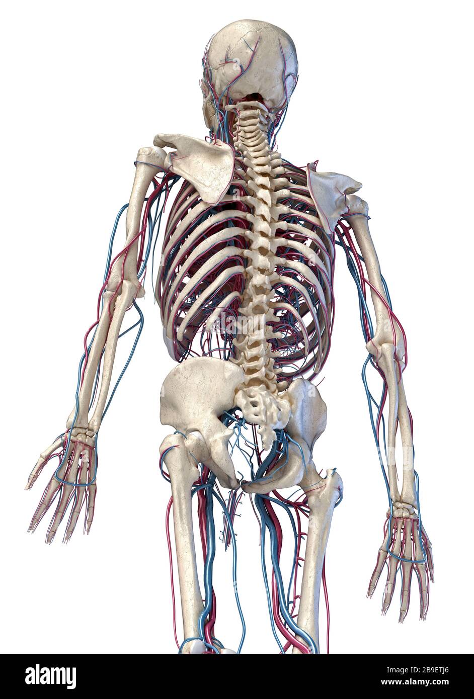 3/4 upper body rear view of human skeletal and vascular systems, white background. Stock Photo