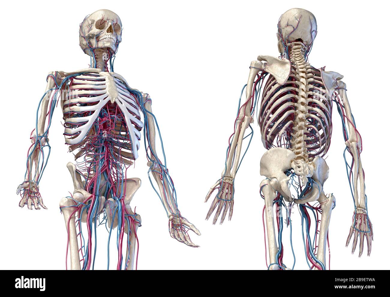 3/4 upper body view of human skeletal and vascular systems, black background. Stock Photo