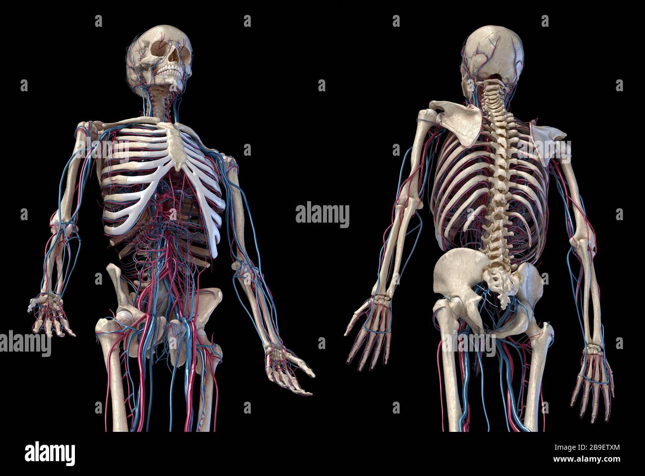 3/4 upper body view of human skeletal and vascular systems, black background. Stock Photo