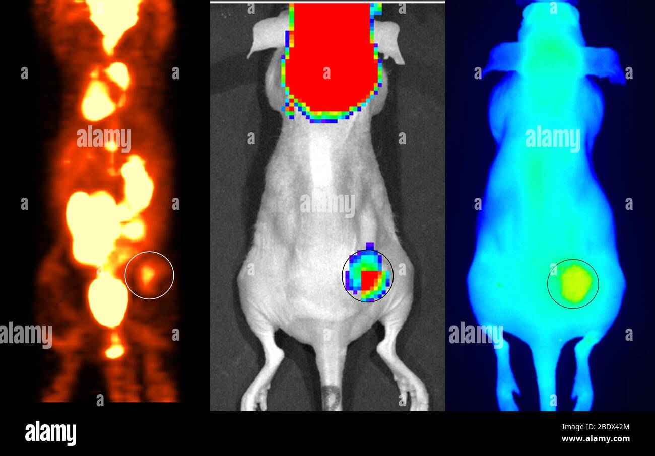 Multimodal Imaging with Nanoparticles Stock Photo