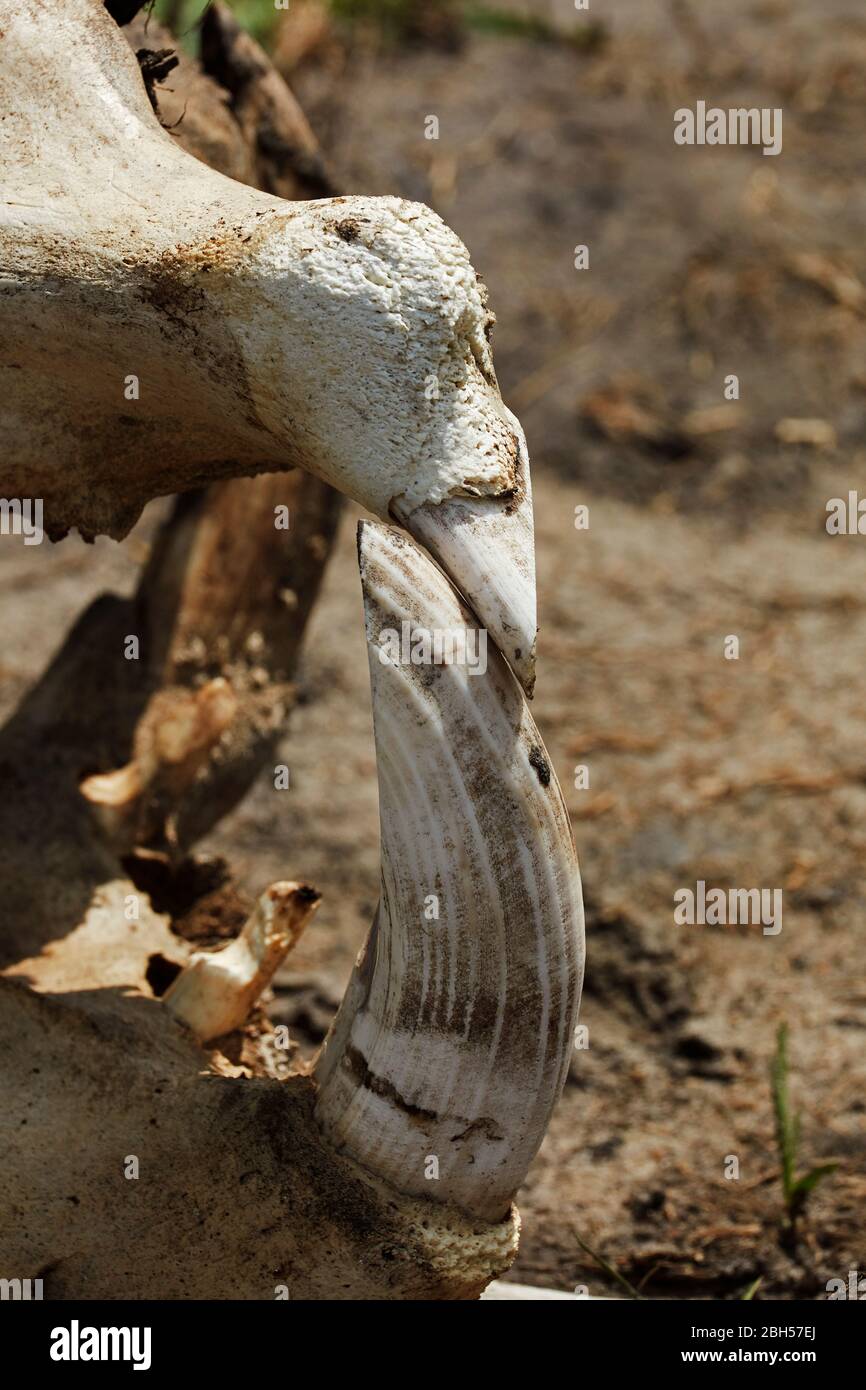 Tusk in hippopotamus skull, Okavango Delta, Botswana, Africa Stock Photo