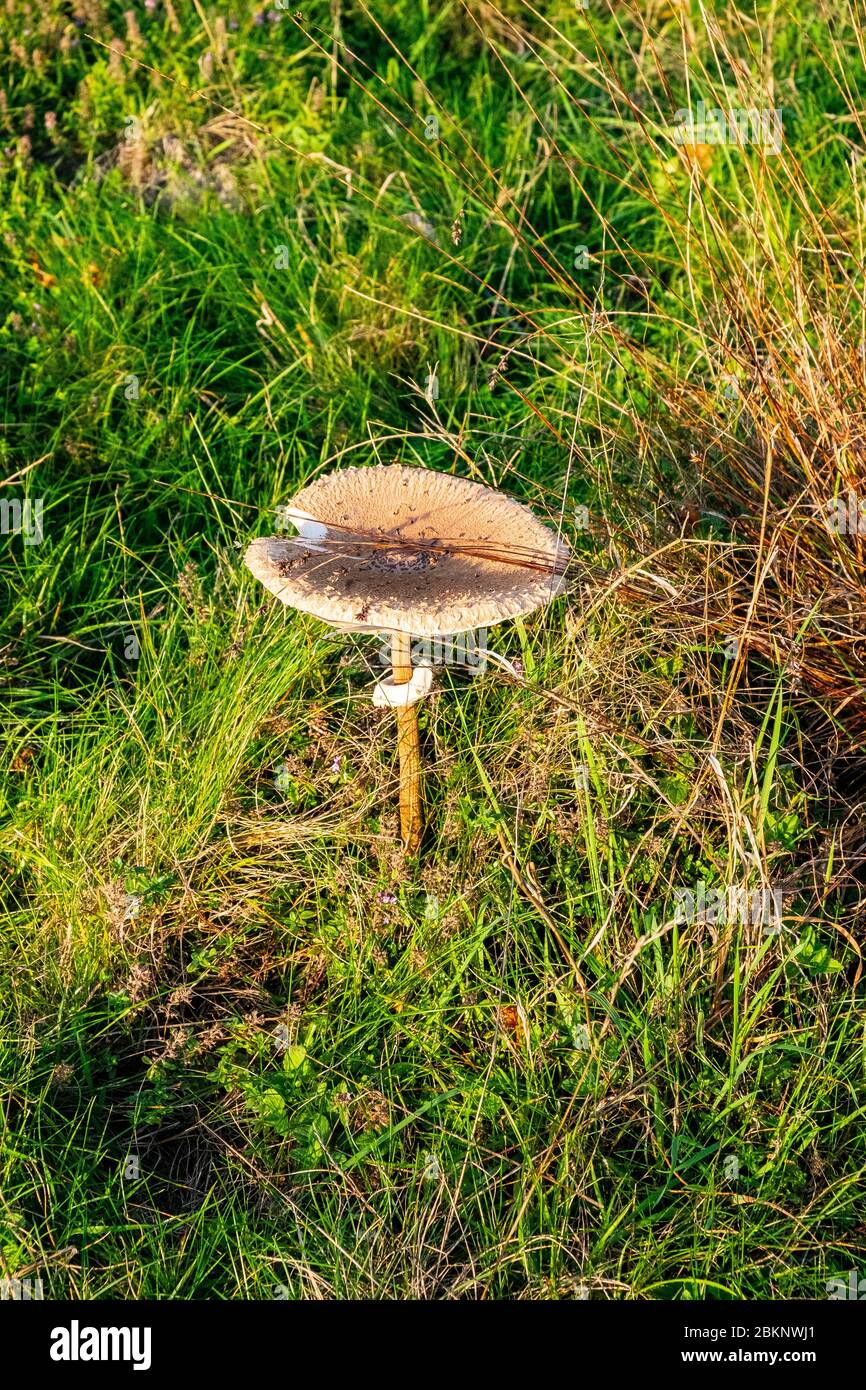 mushroom Stock Photo