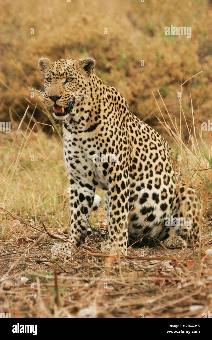 Leopard, Kalahari, South Africa Stock Photo