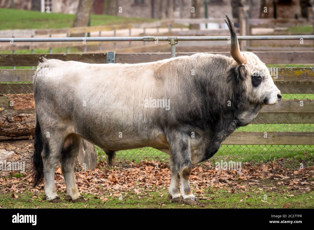 big bull at a farm Stock Photo