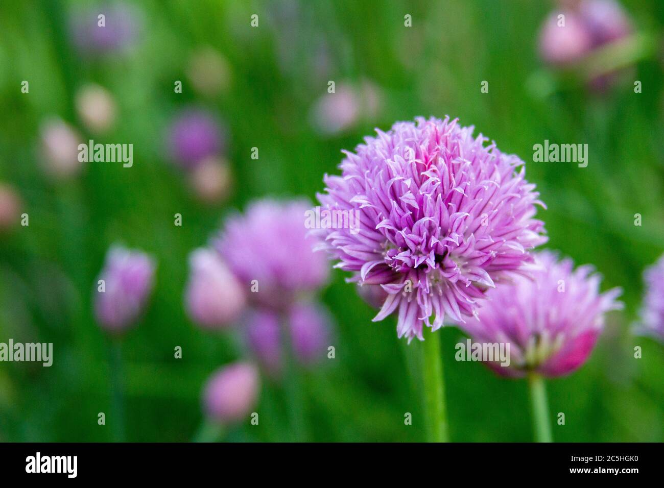 flowering onion chives in a garden Stock Photo