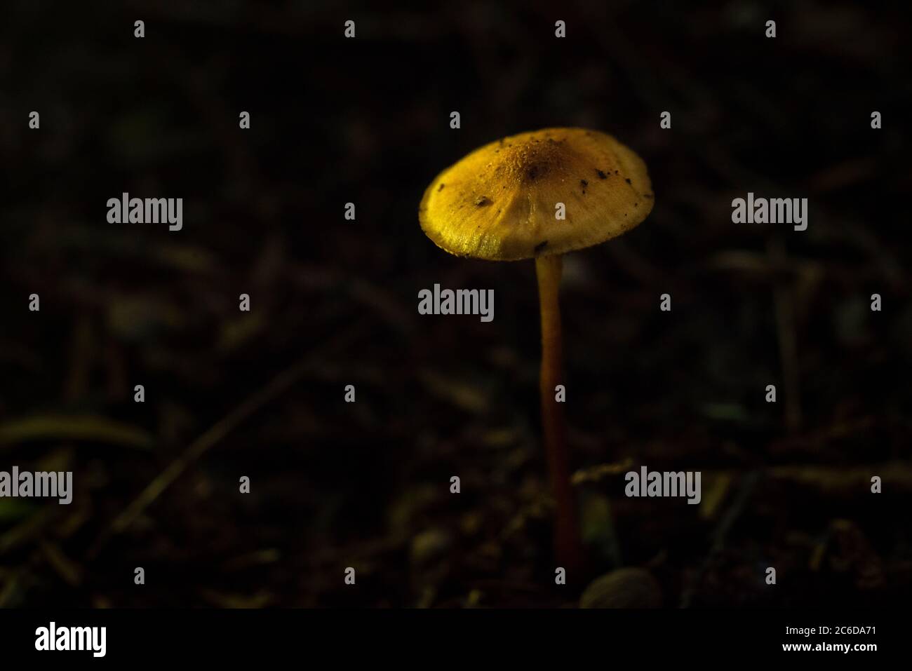 One tall wild mushroom in the forest with dark blurred background Stock Photo