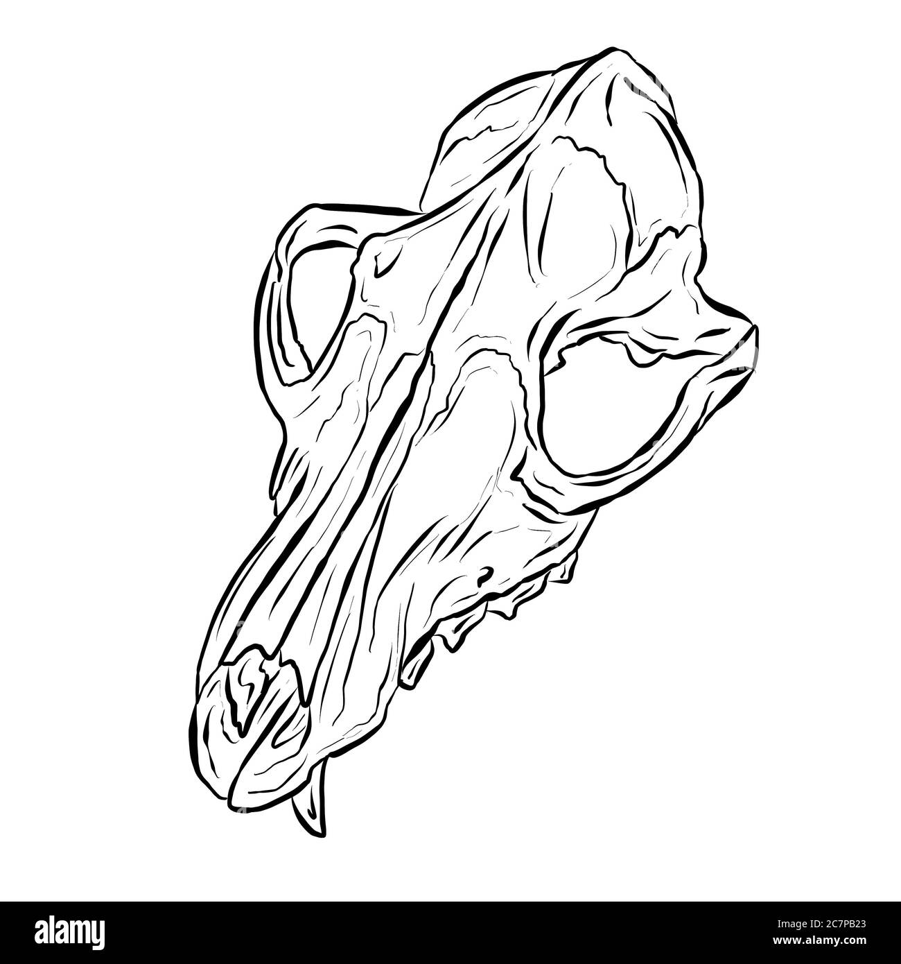 Black Line Art Sketch of an Animal Skull On White Background Stock Photo