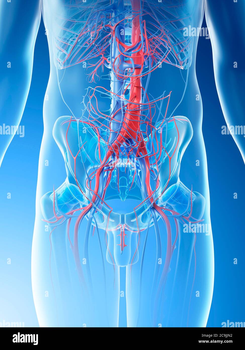 Abdominal blood vessels, computer illustration. Stock Photo