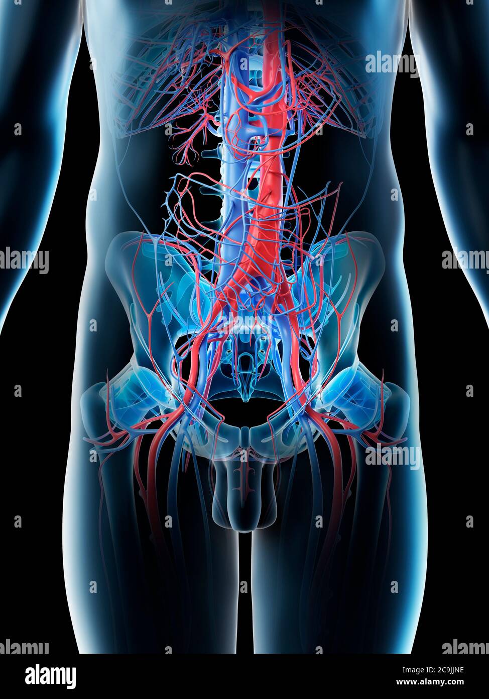 Abdominal blood vessels, computer illustration. Stock Photo