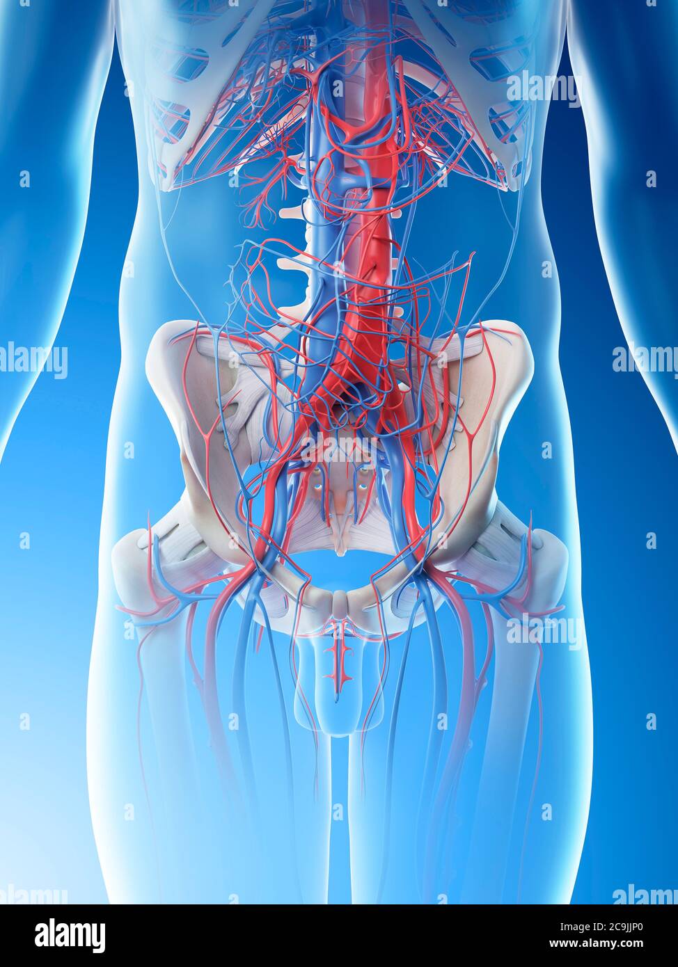 Abdominal blood vessels, computer illustration. Stock Photo