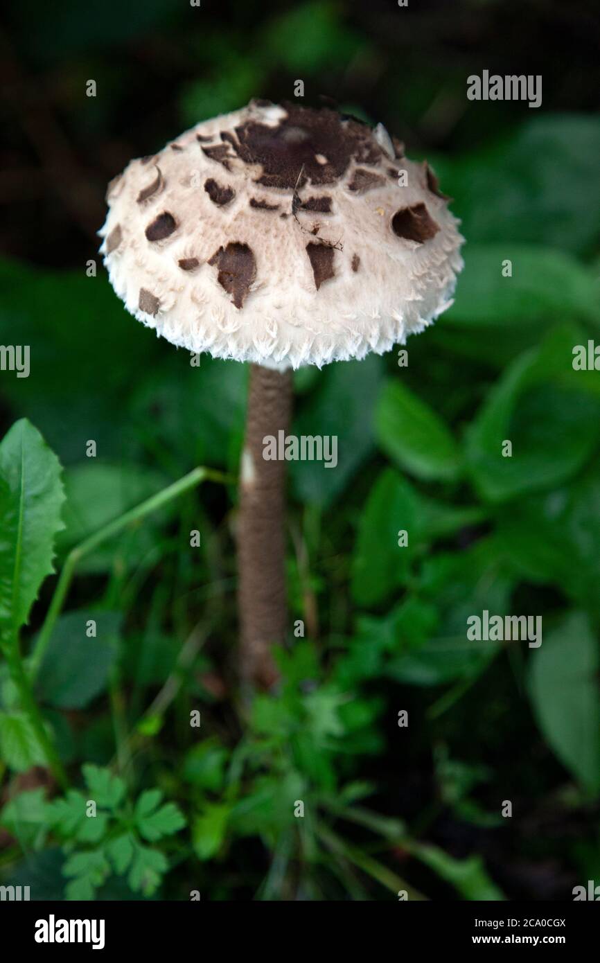 Parasol mushroom Stock Photo