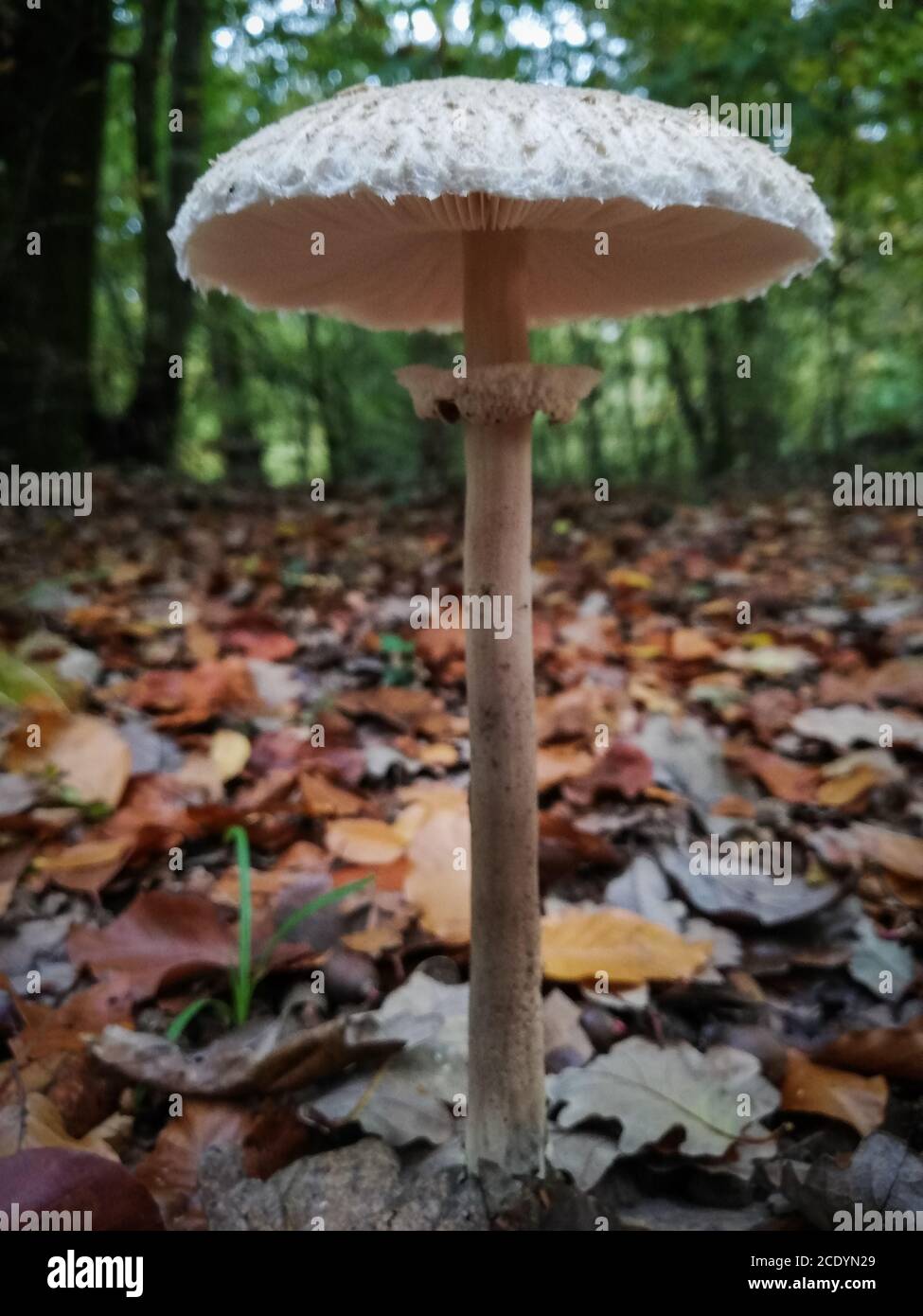 The parasol mushroom, macrolepiota procera, common parasol in the forest in autumn Stock Photo