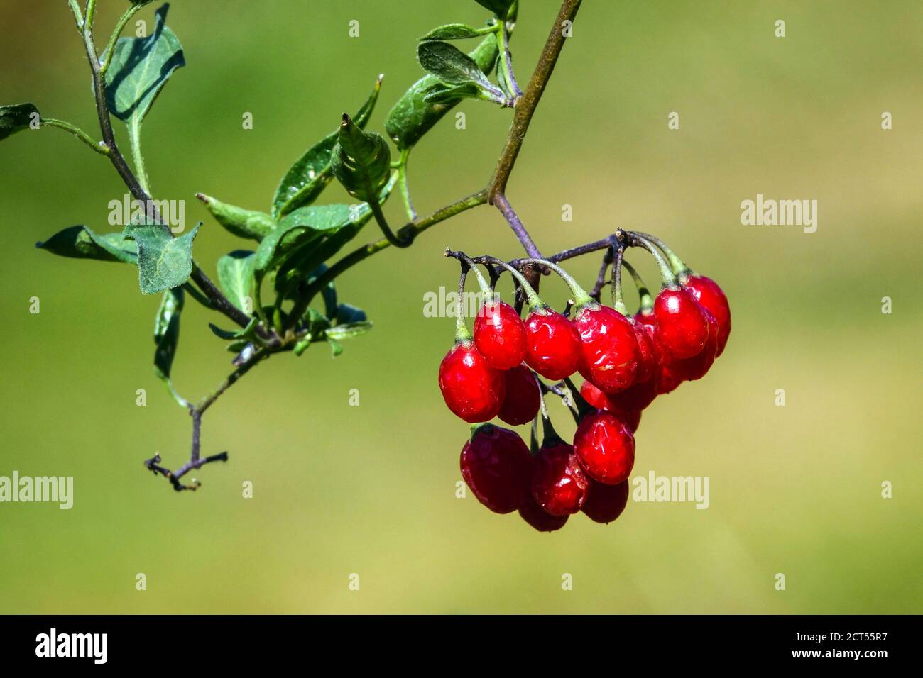 Bittersweet Nightshade Solanum dulcamara red poisonous fruits Stock Photo