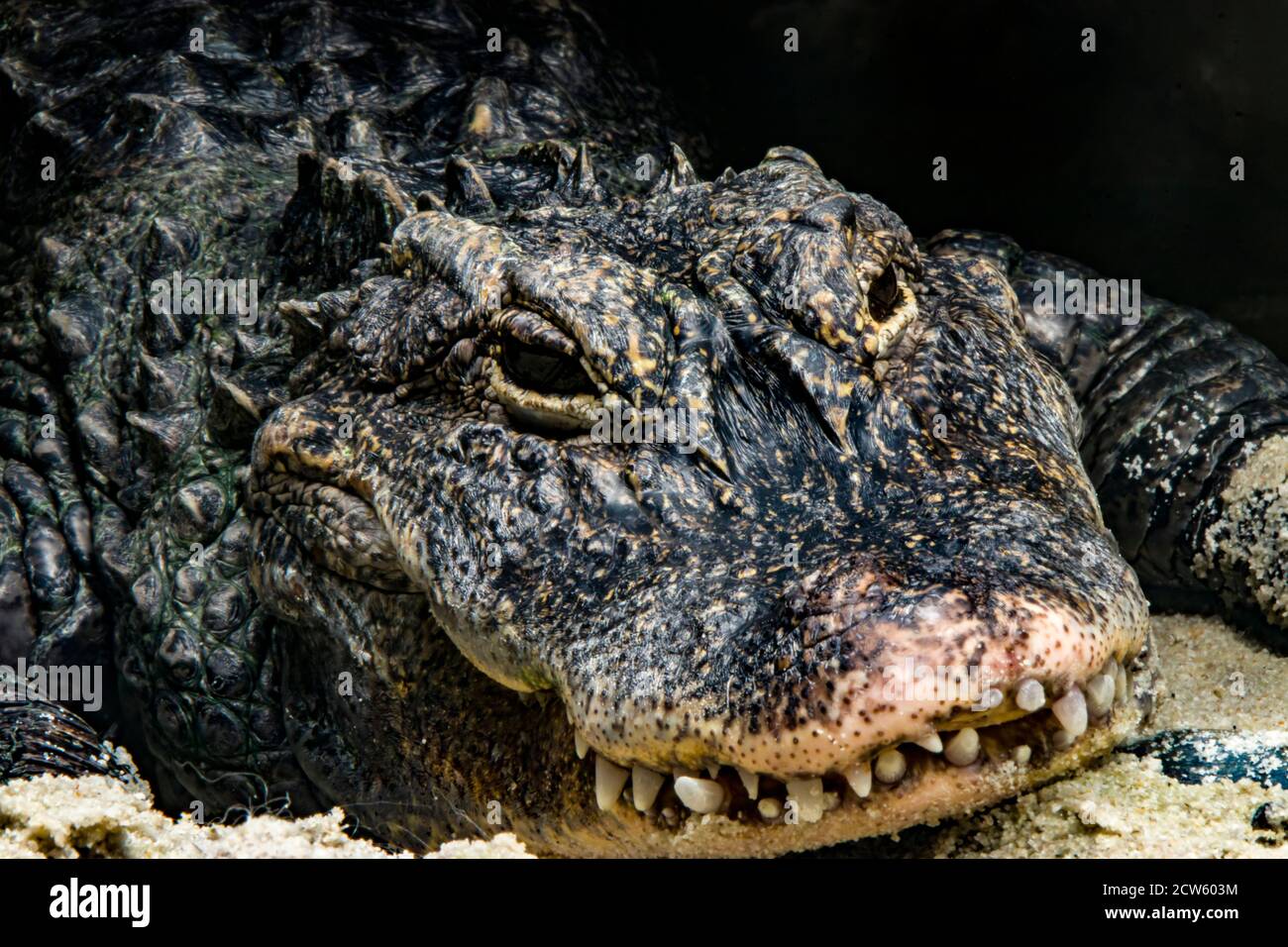 The closeup image of Chinese alligator (Alligator sinensis). A critically endangered crocodile endemic to China.  Dark gray or black in color Stock Photo