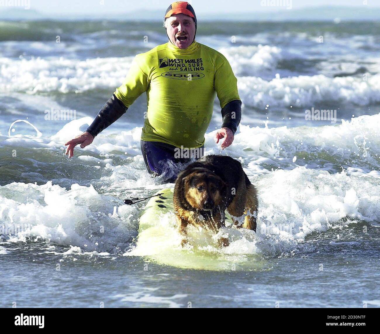 Surfing dog 'Max' riding on a surfboard, with owner Pete Bounds, on the beach at Broad Haven, Pembrokeshire on 1 March 2000. The Alsatian/collie has been short-listed for a Golden Bonio award in a national competition to find Britain's top dogs. Stock Photo