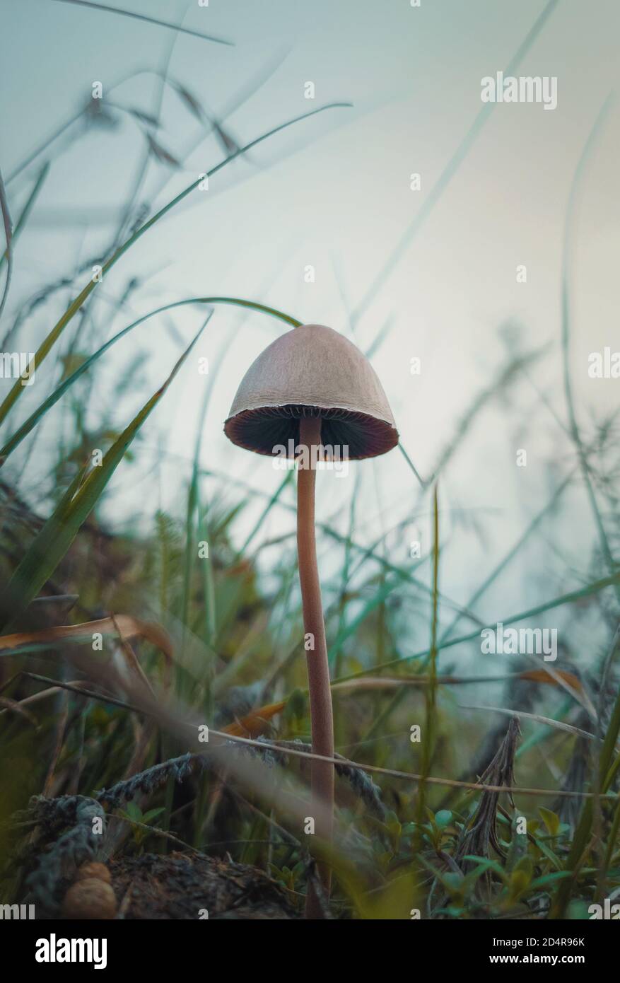 Close up vertical shot of a single poisonous mushroom growing through the wild vegetation. Moody autumnal background, nature freshness with fungi spec Stock Photo