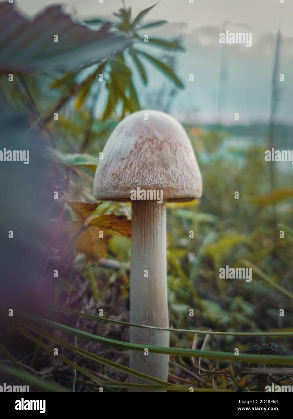 Close up vertical shot of a single wild mushroom growing through different vegetation. Moody autumnal background, nature freshness with white fungal s Stock Photo