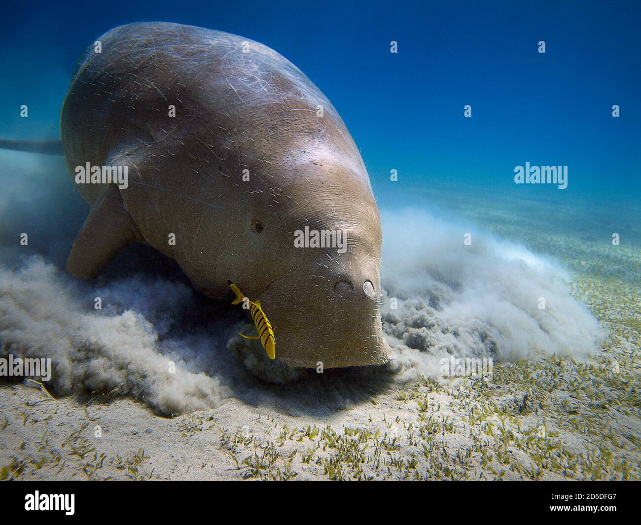 Red Sea diving Stock Photo