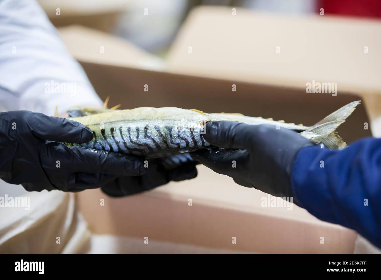 Gloved hands place smoked mackerel in a box. Stock Photo