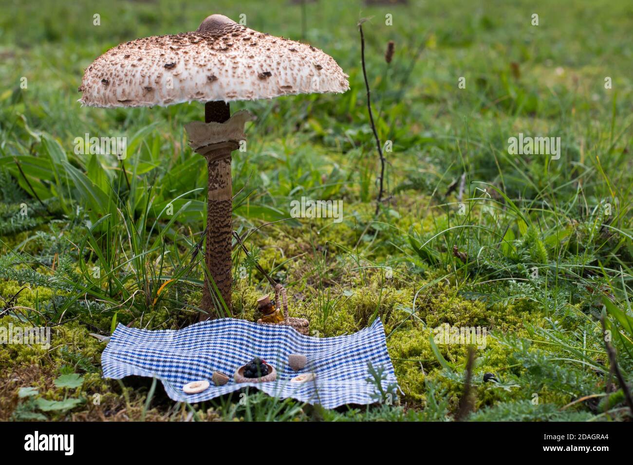 Miniature picnic scene under a parasol mushroom (Macrolepiota procera) Stock Photo