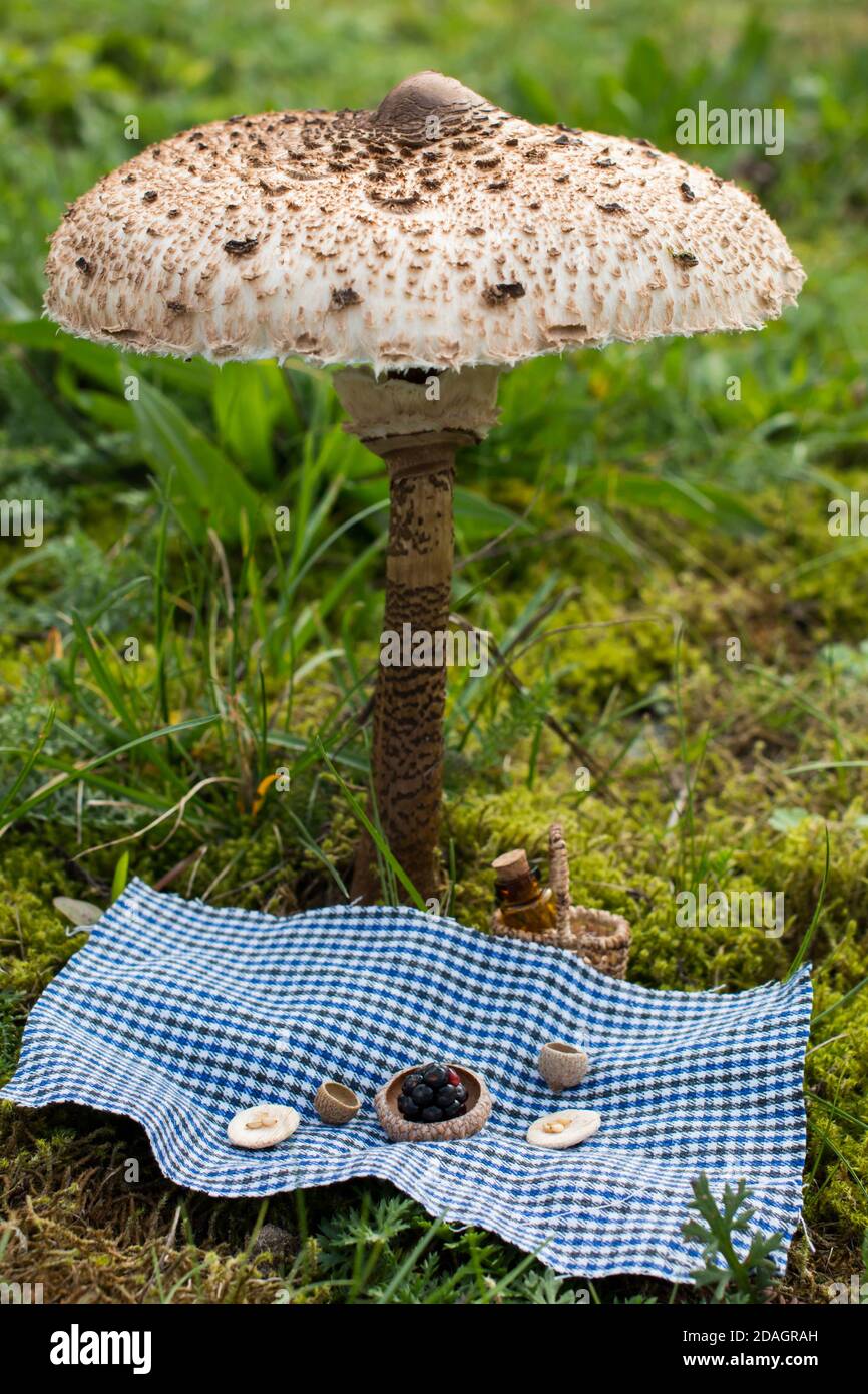 Miniature picnic scene under a parasol mushroom (Macrolepiota procera) Stock Photo